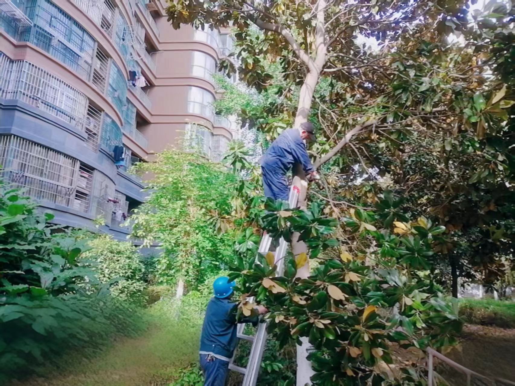 修枝剪叶护安全，扮靓家园筑宜居 ——金域豪庭绿化焕新记