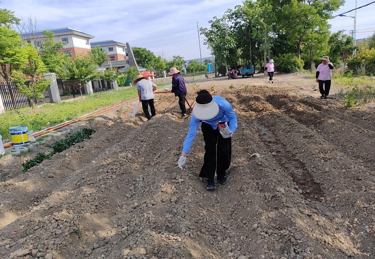 芒种耕耘，红薯播种季——安徽邦和物业雪枫中学项目部成功举办红薯种植活动