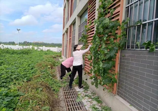 除杂草美校园 夏日劳动正当时 ——宿州应用技术学校项目部开展校园绿化整治行动